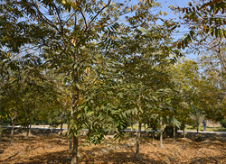 苗圃風(fēng)采