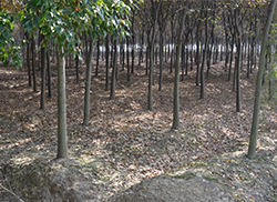 苗圃風采