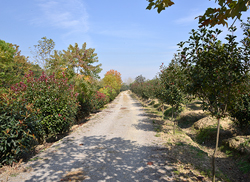 苗圃風采
