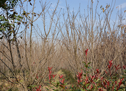 苗圃風采