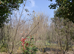 苗圃風采