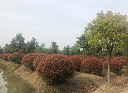 苗圃風采