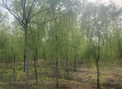苗圃風采