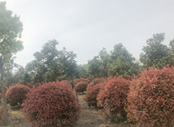 苗圃風采