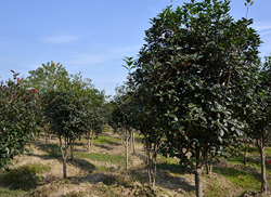 苗圃風采
