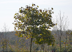 苗圃風(fēng)采