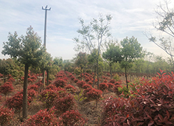 苗圃風采