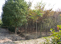 苗圃風采