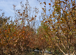 苗圃風(fēng)采