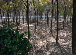苗圃風采