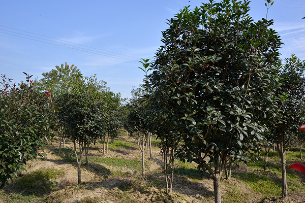 未標(biāo)題-2.jpg