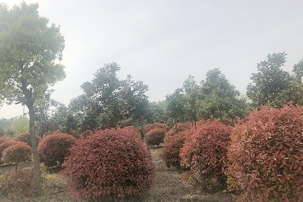 未標題-2.jpg