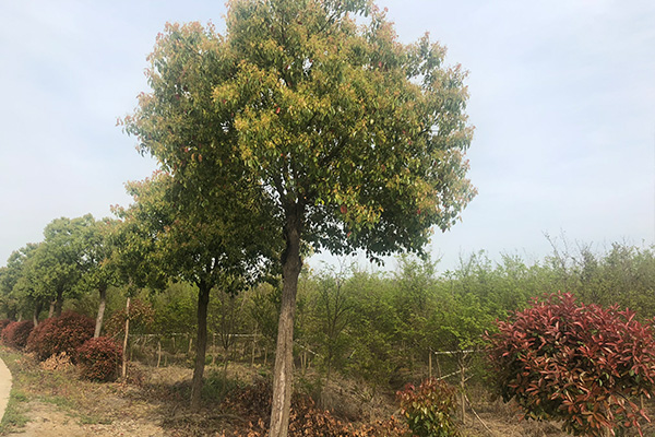 未標題-2.jpg