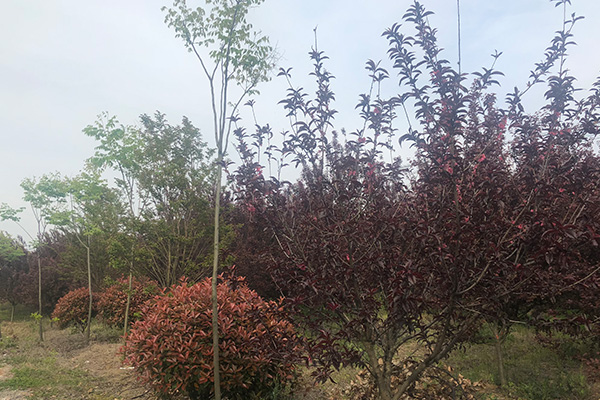 未標題-2.jpg